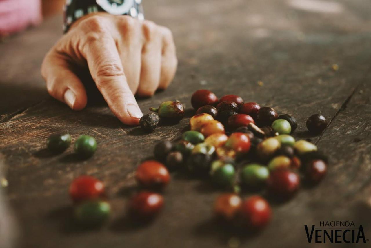 Hacienda Venecia Coffee Farm Hotel San Peregrino Экстерьер фото